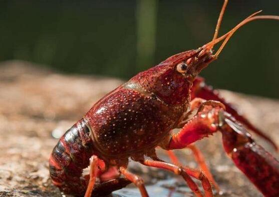 湖北魚(yú)飼料廠家